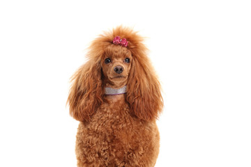Fancy red poodle dog with a diamond collar