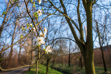 flowering cherry tree in spring, flowering tree in spring , czech