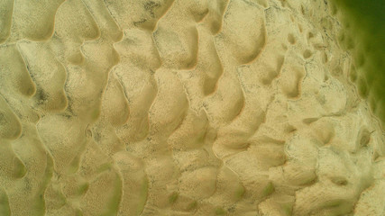 close up of a coconut