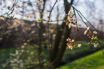 flowering cherry tree in spring, flowering tree in spring , czech