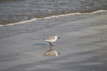 Sand Piper_7781