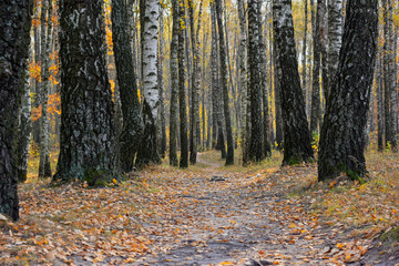 Path in autumn birch forest