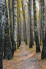Path in autumn birch forest