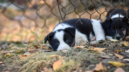 Naklejka na ściany i meble Dog puppies with thoughtful eyes relaxing under the wired fence