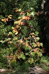 Colorful Plant on the Beach