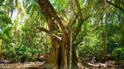 Amazing view of giant tree in tropical forest, Tayrona National Park, Colombia. Beautiful tall palm trees, sunny day and amazing natural landscape. Colombia.