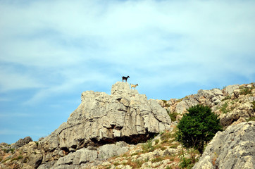 Wild goats on top of the mountain