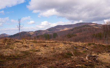 felled forest in mountains, Czech Beskydy