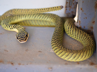 Snake Green Pit Viper (Trimeresurus spp)