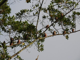 passaro