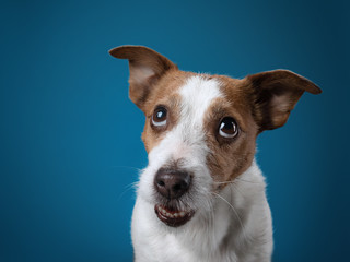 dog with a funny face. Happy jack russell terrier on a blue background