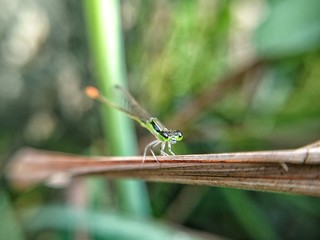 the eyes of a dragonfly that looks beautiful