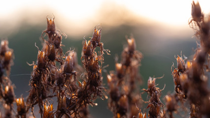 Klamath weed field in front of a sun set