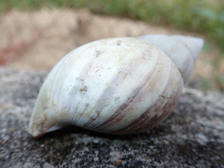 the shell of snail