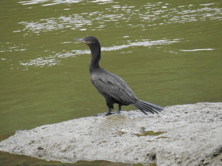 passaro