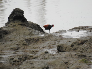 passaro