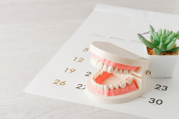 カレンダーと歯型模型