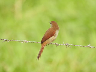passaro