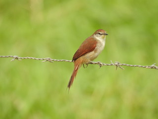 passaro