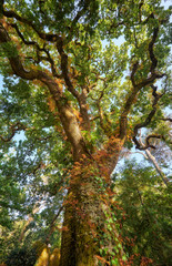 Sequoia. Park of Quinta da Regaleira. Sintra. Portugal