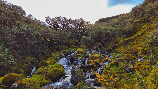 P&Aacute;RAMO DE SUMAPAZ COLOMBIA NATURALEZA