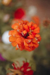 Orange flower