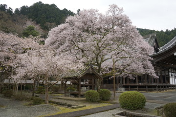 古都奈良に咲く桜　Cherry blossoms bloom in ancient Nara Japan 