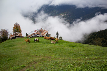 Obraz premium Uzungol skyline on sunny summer day