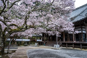 古都奈良に咲く桜　Cherry blossoms bloom in ancient Nara Japan 