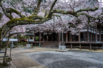 古都奈良に咲く桜　Cherry blossoms bloom in ancient Nara Japan 