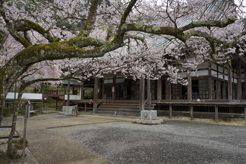 古都奈良に咲く桜　Cherry blossoms bloom in ancient Nara Japan 