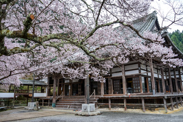 古都奈良に咲く桜　Cherry blossoms bloom in ancient Nara Japan 