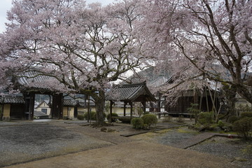古都奈良に咲く桜　Cherry blossoms bloom in ancient Nara Japan 