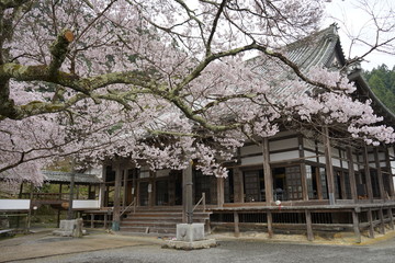 古都奈良に咲く桜　Cherry blossoms bloom in ancient Nara Japan 