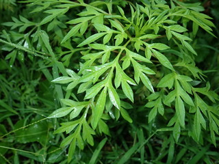 Fototapeta premium traditional herb called ulam raja or king of salad (cosmos). usually used by southeast asian