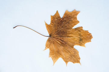 Dried dry maple leaves on white background.