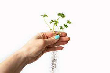 Fototapeta na wymiar A female hand holds a parsley seedling with roots against a white wall