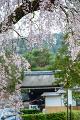 古都京都に咲く桜　Cherry blossoms bloom in ancient Kyoto Japan