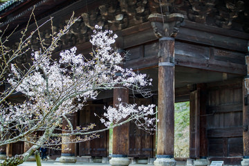 古都京都に咲く桜　Cherry blossoms bloom in ancient Kyoto Japan