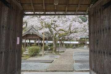 Fototapeta na wymiar 古都京都に咲く桜　Cherry blossoms bloom in ancient Kyoto Japan