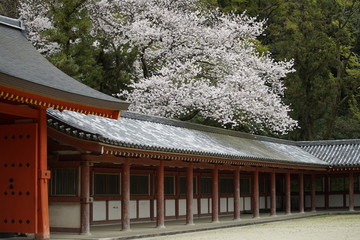古都京都に咲く桜　Cherry blossoms bloom in ancient Kyoto Japan