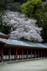 古都京都に咲く桜　Cherry blossoms bloom in ancient Kyoto Japan