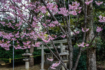 古都京都に咲く桜　Cherry blossoms bloom in ancient Kyoto Japan