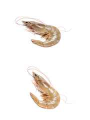Fresh shrimp or prawn on white background, Raw prawns isolated on white background, fresh white shrimps in white  background.