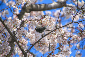 桜