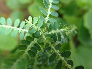 Phyllanthus niruri found in Malaysian farm
