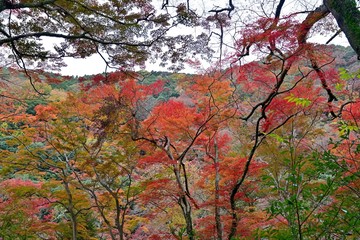 カラフルな箕面公園の紅葉情景＠大阪