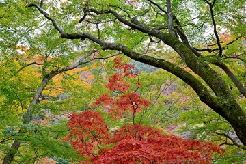 ちょうど見頃の箕面公園の紅葉情景＠大阪