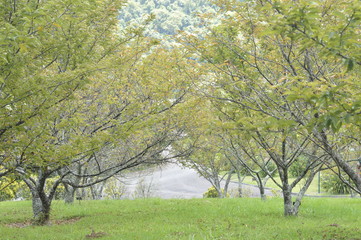 Obraz premium tree in park