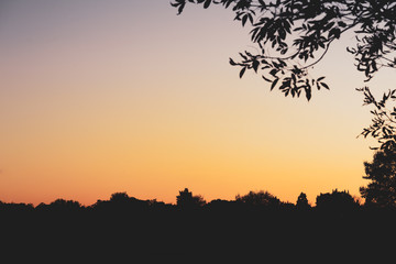 Sunset silhouettes